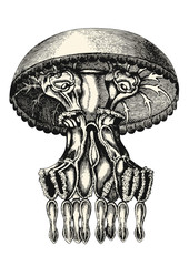 Naklejka premium vintage animal engraving / drawing: jellyfish or medusa - vector design element