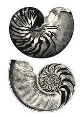 vintage animal engraving / drawing: nautilus - vector design element and symbol for the golden ratio