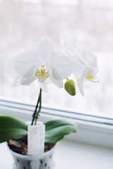 Orchids white on the window