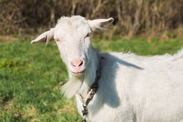 Goat white on a meadow