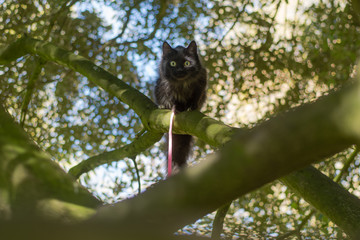 Black long-haired cat on leash climbing tree. Pet cat being taken for exercise on pink lead, with bright yellow eyes