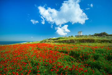 Fototapeta na wymiar Abstract background of wild red poppies with bright blue sky and an old windmill, Santorini, Greece