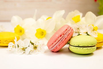 Macarons on white background against of narcissus and cherry blossom