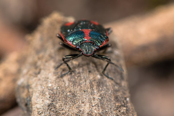 Brassica shieldbug (Eurydema oleracea). Red form of bug in family Pentatomidae, aka cabbage bug, viewed head on