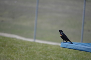 red-winged blackbird (Agelaius phoeniceus) outdoor environment