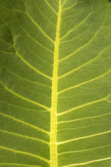 Leaf detail