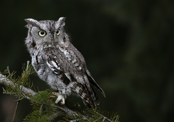 A Gray Morph of an Eastern Screech Owl (Megascops asio) sitting on spruce tree branch..