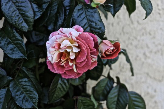 Tropical Lightening Climbing Rose