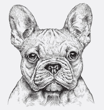 Highly detailed hand drawn French Bulldog vector illustration