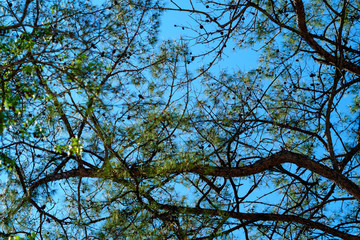 Abstract pine tree branches with blue sky