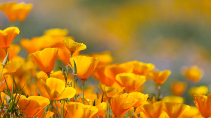 California Golden Poppy in Diamond Valley Lake, CA