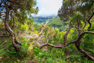laurel forest and Irrigation canal. Lewada das 25 fontes and Lewada do Risco , Madeira Island, Portugal
