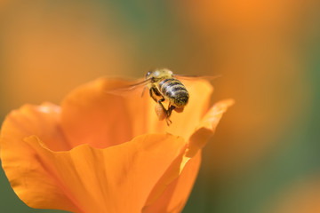 Honeybee collecting pollen from California Golden Poppy