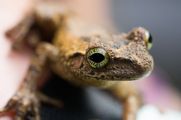 Amazon Tree Frog, Macro shot