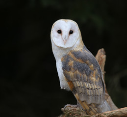 Fototapeta premium A close-up of the back of a Barn Owl (Tyto alba)..