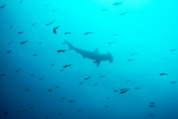 Scalloped hammerhead shark Silhoutte in the Pacific - obrazy, fototapety, plakaty