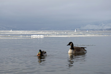 Ducks and Geese