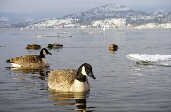 Ducks and Geese