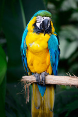 Pretty Macaw