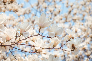 White magnolia blossom in april, branch over blue sky background, South Korea, Daejeon