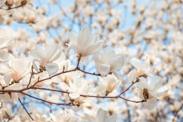 Papier Peint photo Magnolia White magnolia blossom in april, branch over blue sky background, South Korea, Daejeon