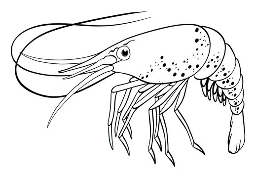 Doodle animal outline of shrimp