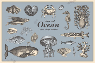 retro graphic design elements: ocean fauna - collection of vintage drawings featuring fishes, shells and other mollusks a whale, an octopus, a seahorse, different corals and more