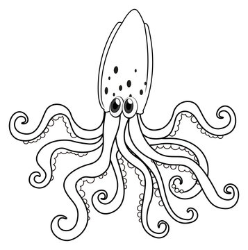 Doodle animal outline of squid
