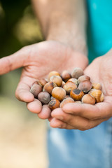 A young man holds several hazelnut in hand