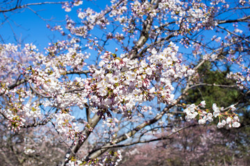 High Park Cherry Blossom Bloom