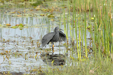 Black Egret, Egretta ardesiaca, fishing in water