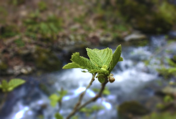 Spring. Green leaf on the blurred background of water stream.