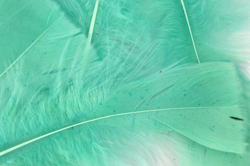 This is a photograph of Green craft feathers background