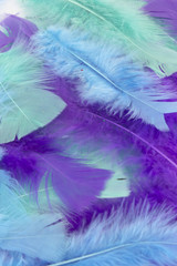This is a photograph of Blue,Green and Purple craft feathers background