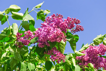 Blooming varietal selection purple lilac (Syrínga). The sort of "Krasnaya Moskva" © aleoks