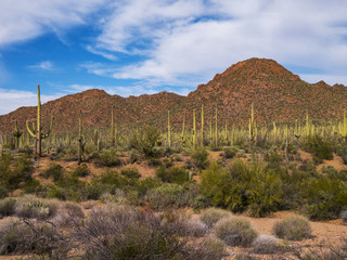 Saguaro Natl Park-Tucson Mt District Landscape