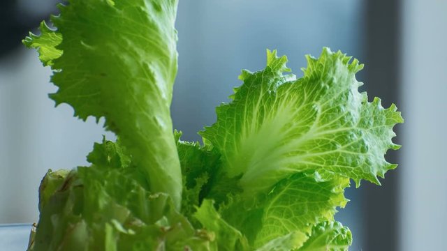 Time lapse of cut lettuce regrowing for a day