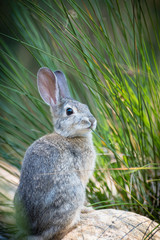 Baby rabbit on rock eating a long blade of grass.