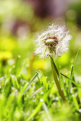 Lonely dandelion