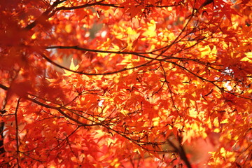 京都の紅葉