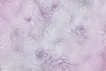 flowesr on blurry pink background . Violet-white  flowers chrysanthemum.  floral collage.  Flower composition. Nature.