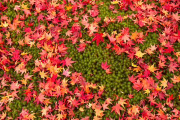 Obraz na płótnie Canvas 京都の紅葉の落ち葉