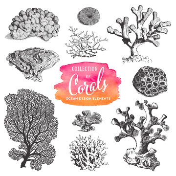 summer, beach and ocean vector design elements: collection of sea coral drawings