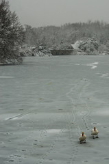 Winter on Old Mill Pond