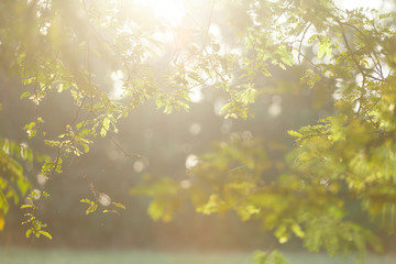 Sunlight shining to tamarind branch in the morning.