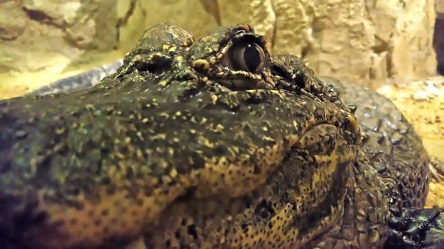 crocodile staring at the camera close up