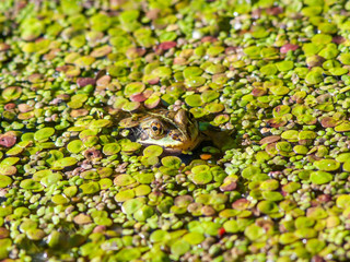 Frog Amphibian Hiding in Pond