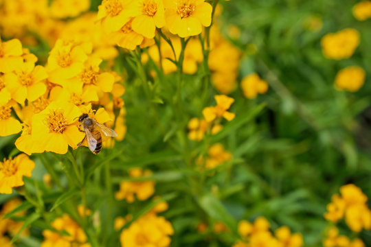 Tarragon Flowers with Bee