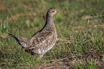 Female Dusky Grouse in Grassy Meadow