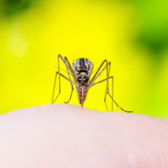 Zika Virus Infected Mosquito on Bright Yellow Background